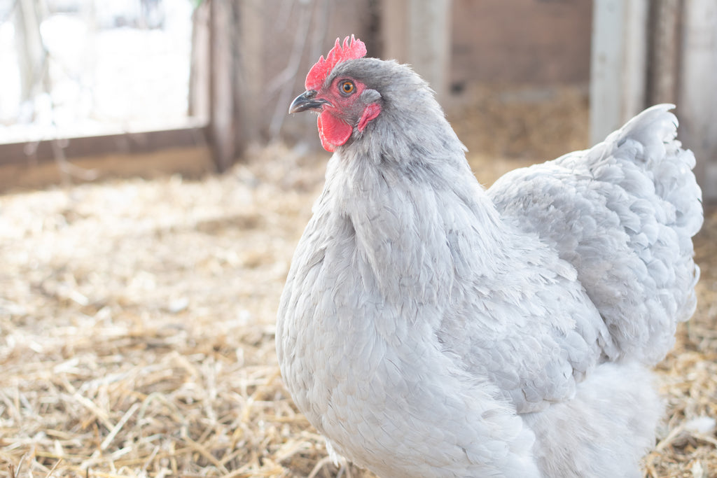 What Bedding to Use in Your Chicken Coop