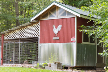 Building the Perfect Chicken Coop