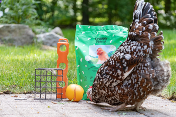 A chicken checking out chicken enrichment toys