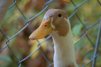 A Guide to the Ideal Diet for Backyard Ducks