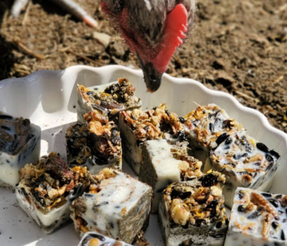 Easy Winter Snack Recipe for Chickens by Lisa Steele of Fresh Eggs Daily