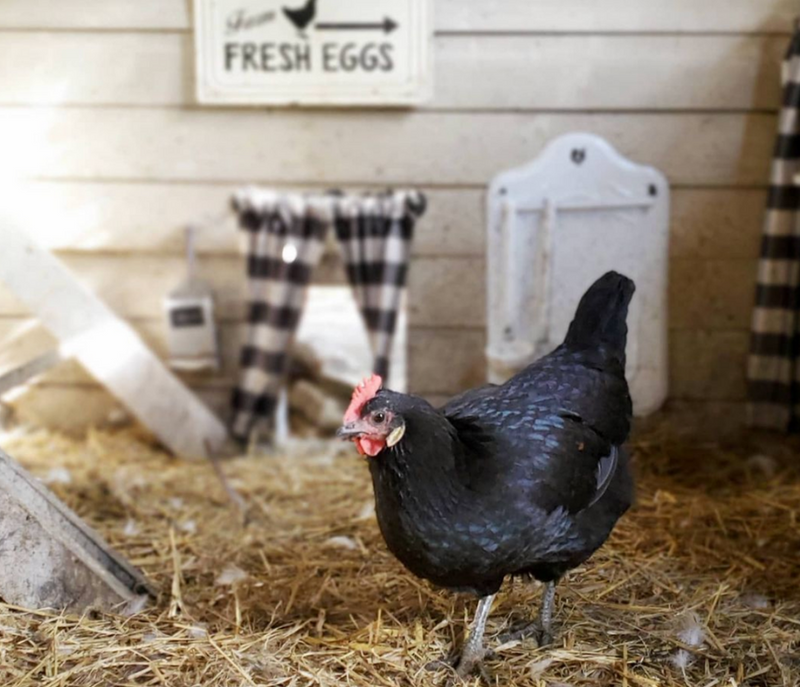 5 Steps to Winterize Your Chicken Coop