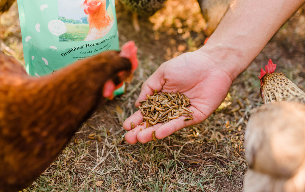 How a pair of Atlantans created gourmet snacks for chickens