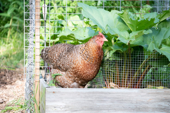 A hen standing next to rhubarb in the garden