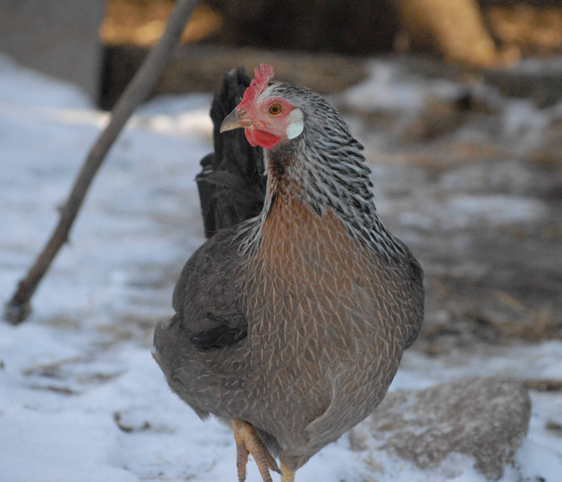 How to Protect Your Flock from Frostbite | Grubbly Farms