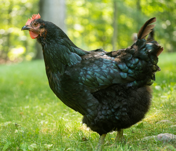 How to Raise Chickens: 7 Essential Components