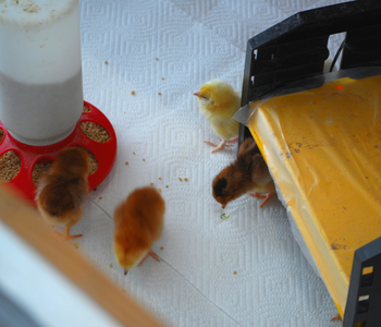 How to Set Up a Brooder for Chicks