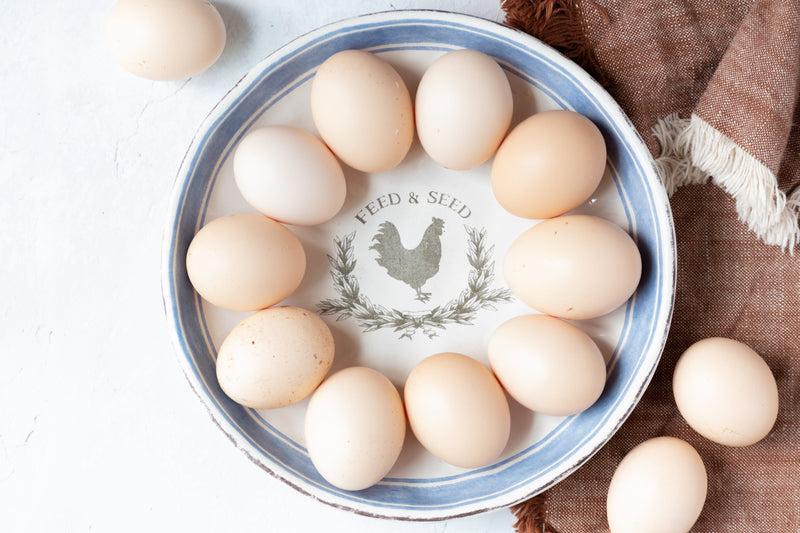 Storing and Preserving Chicken Eggs