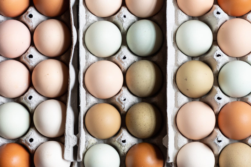 3 cartons of eggs from a backyard flock