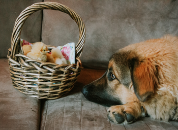 A dog looking at a basket of chicks