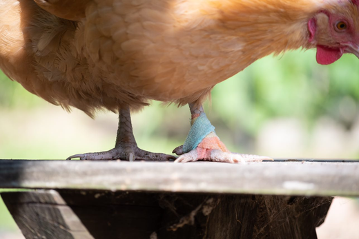 A chicken with their foot bandaged from bumblefoot treatment