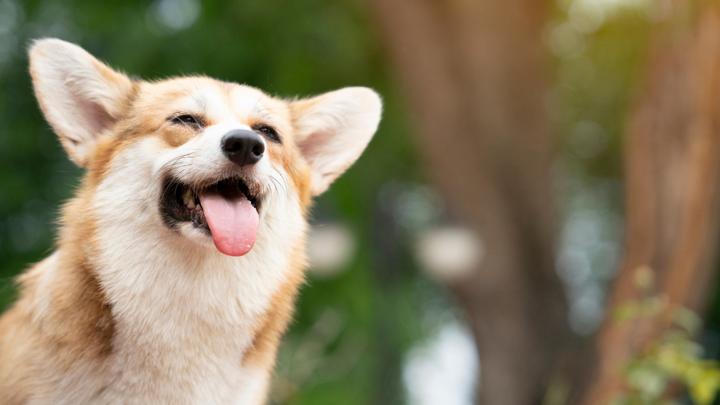 A happy Corgi enjoying summer