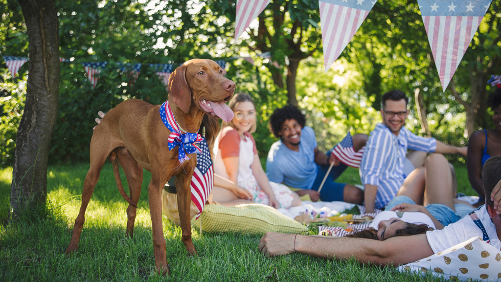 A vizsla dog wearing a American flag patterned bow with his family in the background having a Fourth of July picnic