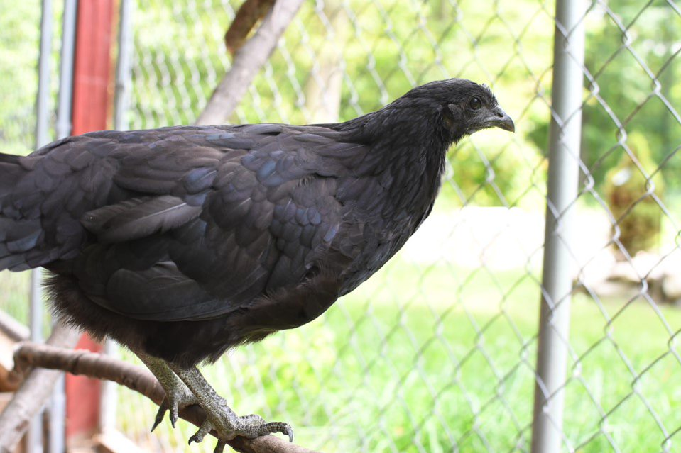 A black chicken happily sitting on a proper roost