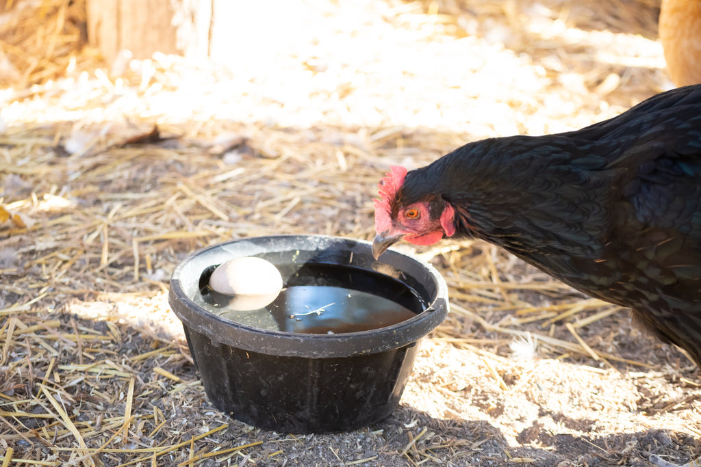 6 Ways to Keep Your Chickens' Water from Freezing