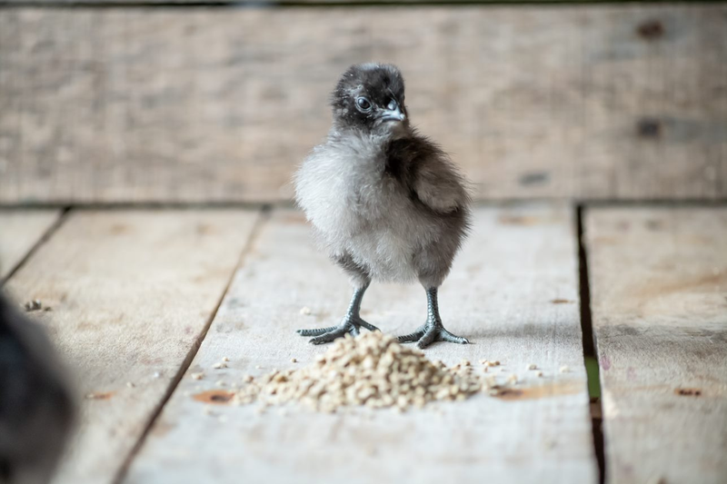 A chick standing behind non-medicated starter feed