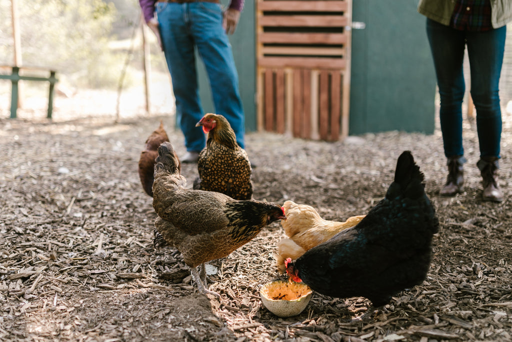The Complete Guide to What Chickens Can Eat