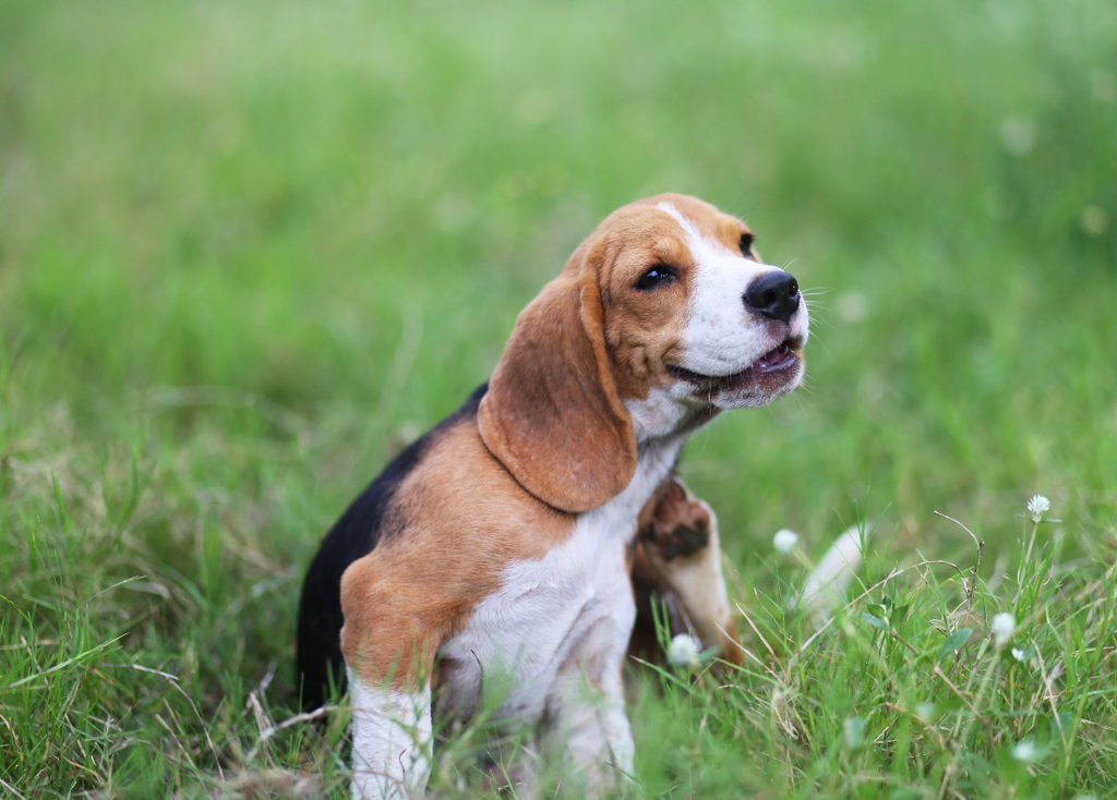 A Beagle sitting in the grass scratching herself.