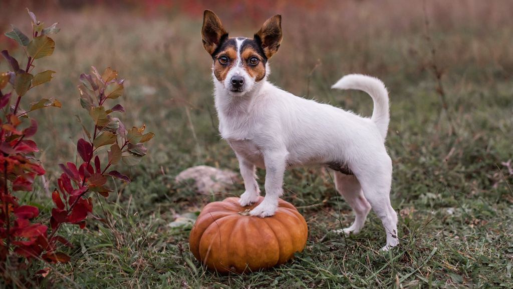 A Jack Russell terrier dog standing with its front feet on a pumpkin