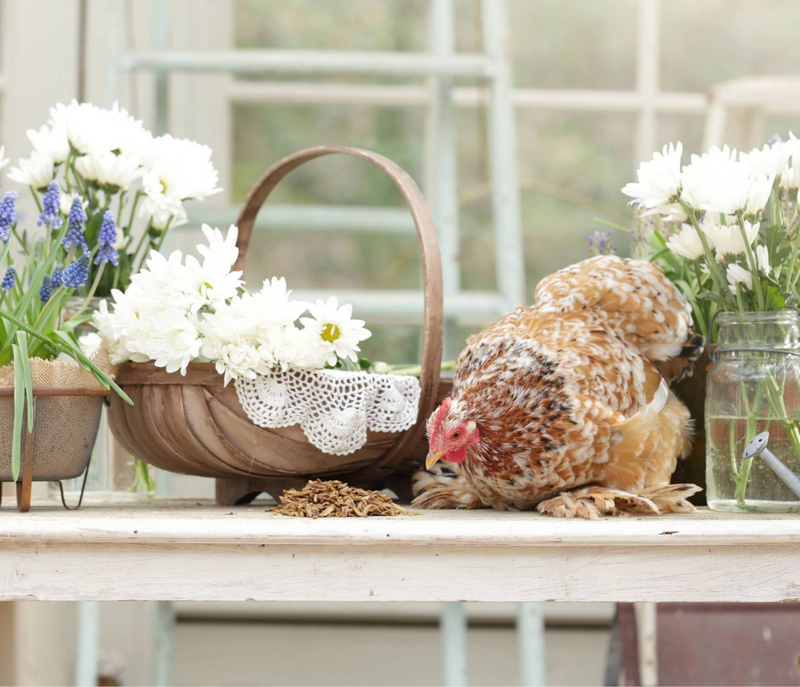 7 Reasons to Feed Your Flock a Daily Snack