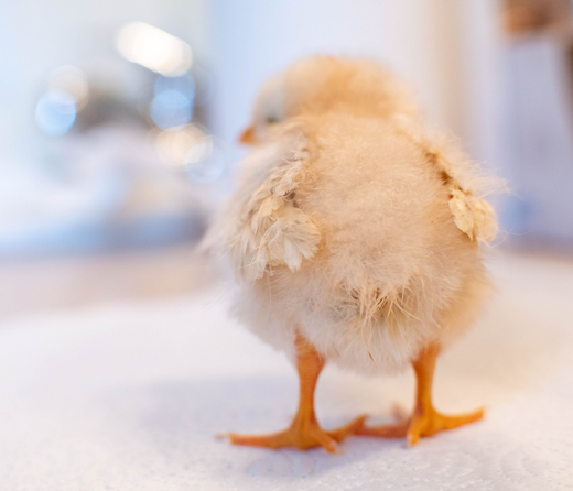 Spotting and Treating Pasty Butt in Chicks