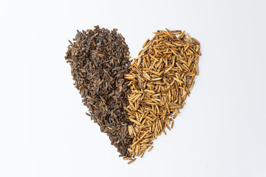 Three Tips to Judge a Grub