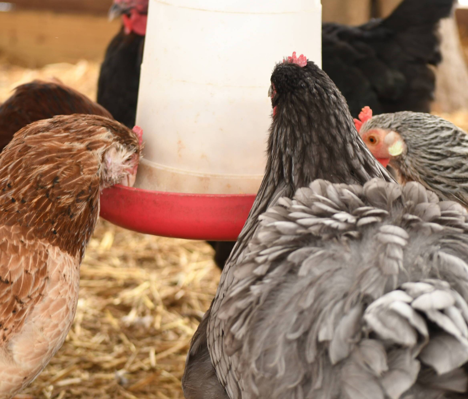 What to Feed Chickens During the Winter