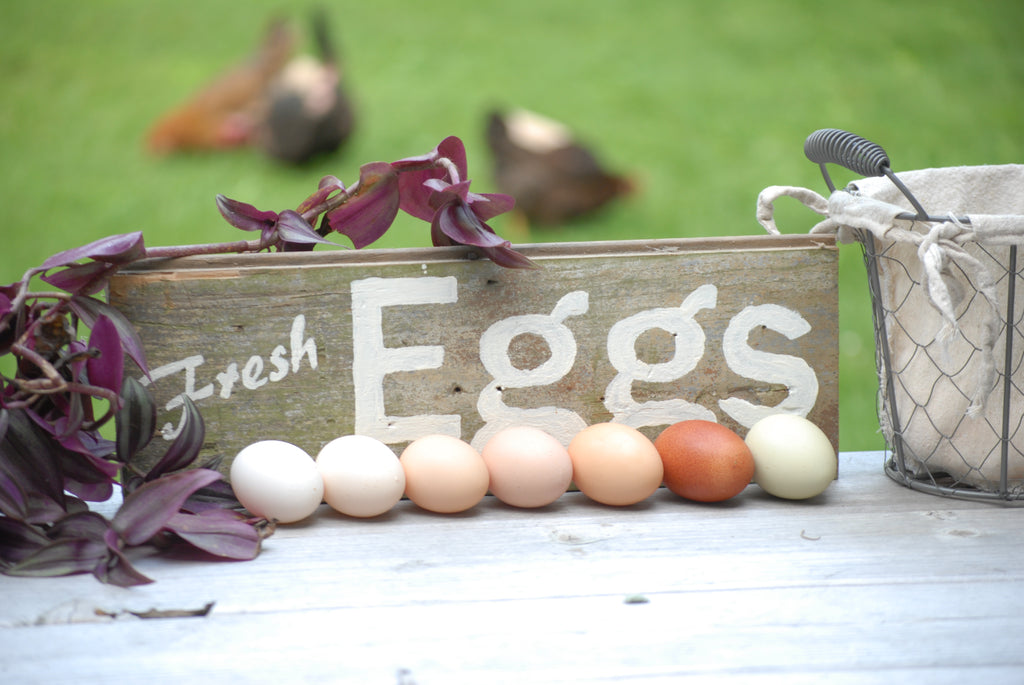 Why Are Chicken Eggs Different Colors?