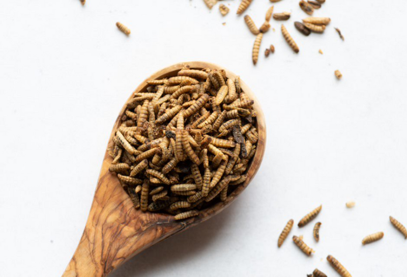 A spoonful of grubs