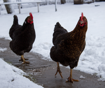 What to Feed Chickens During the Winter