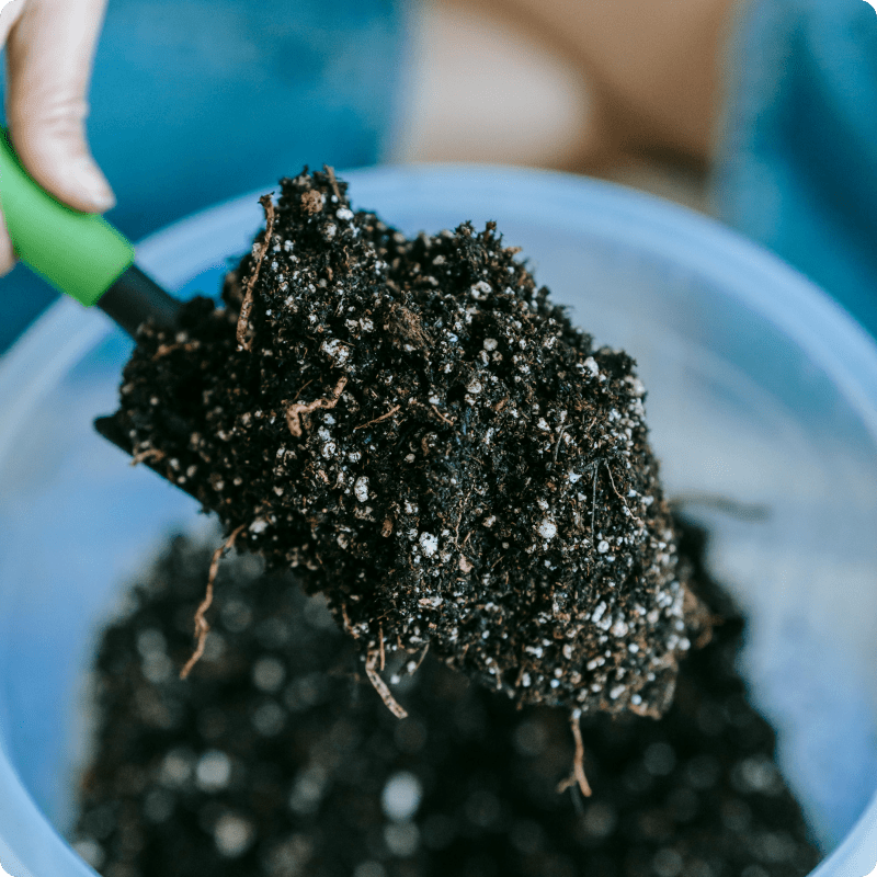 Compost Fly All About Black Soldier Flies | Grubbly Farms