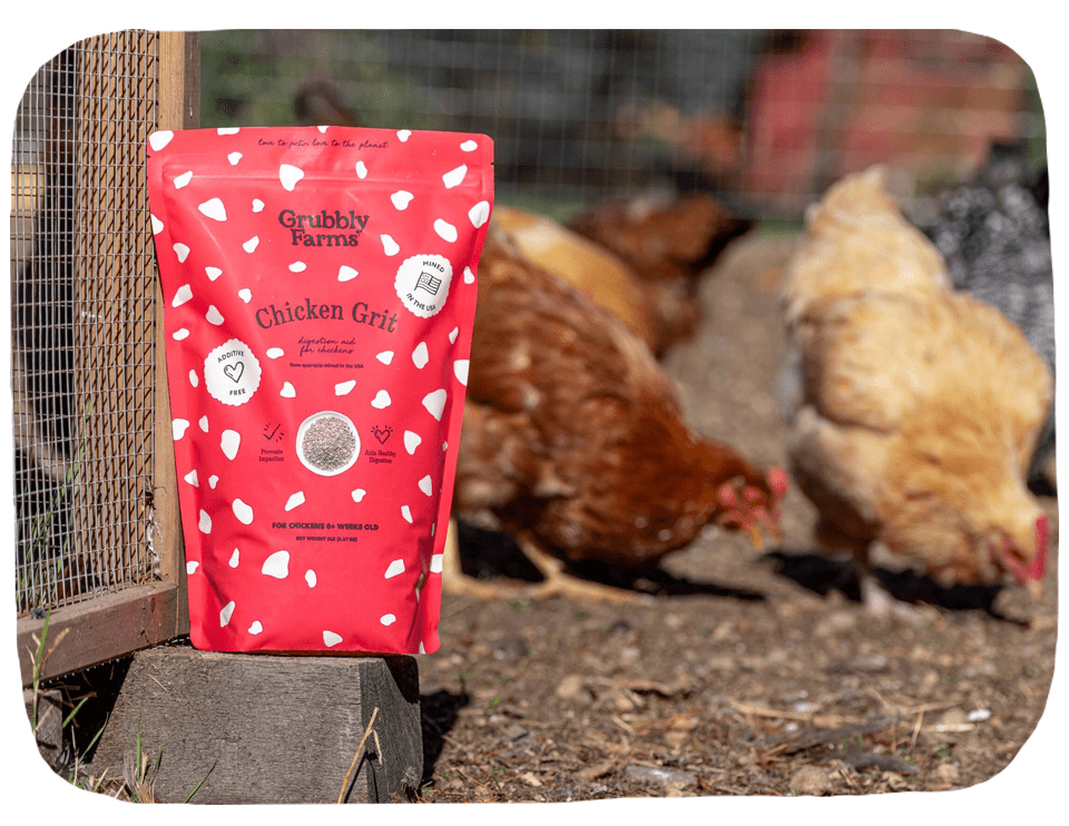 poultry grit for succulents Chicken Grit