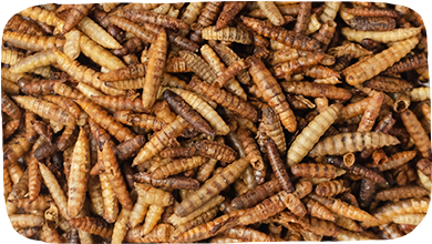 Close-up view of numerous dried mealworms.