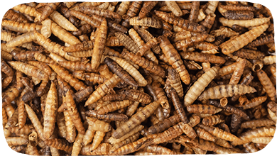 Close-up view of numerous dried mealworms.