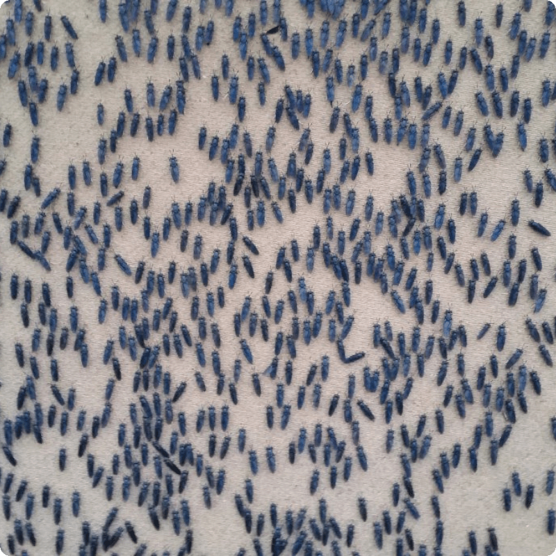 All About Black Soldier Flies | Grubbly Farms