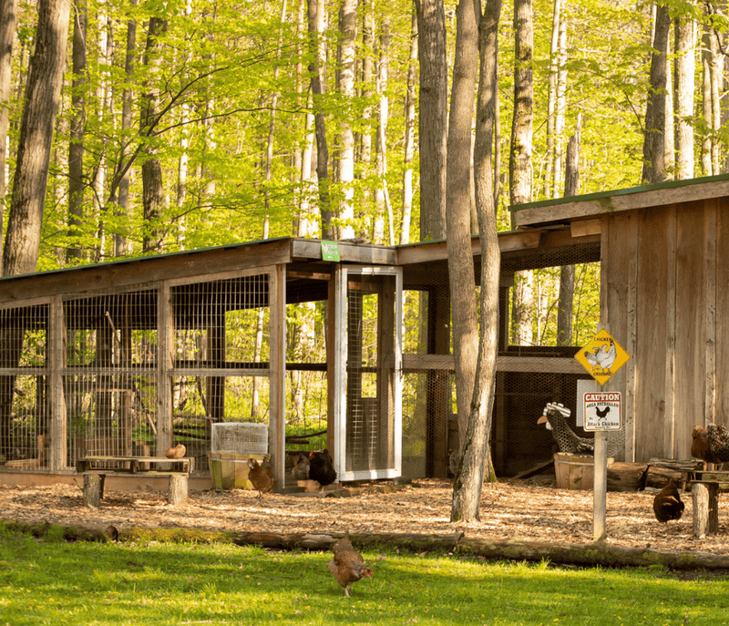 chicken coop