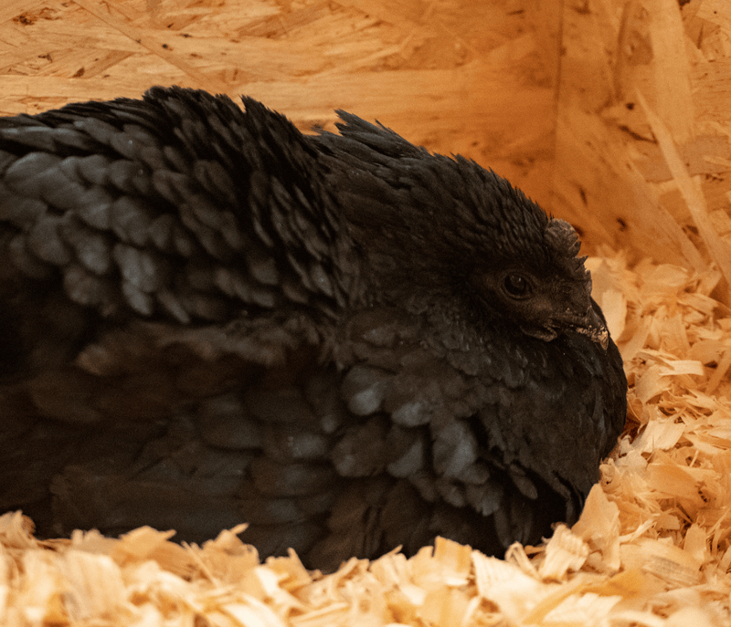 How to Break a Broody Hen (in The Flyer)