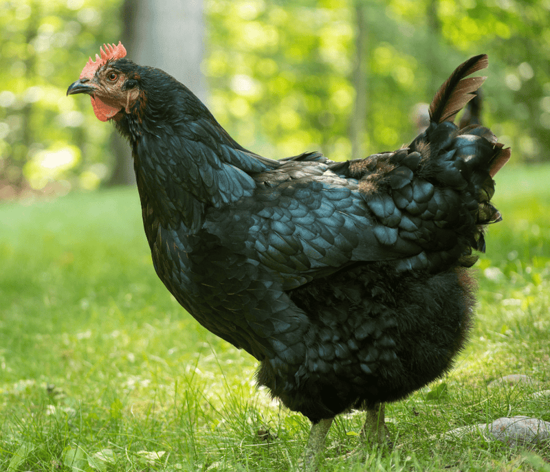 How to Raise Chickens: 7 Essential Components (in The Flyer)
