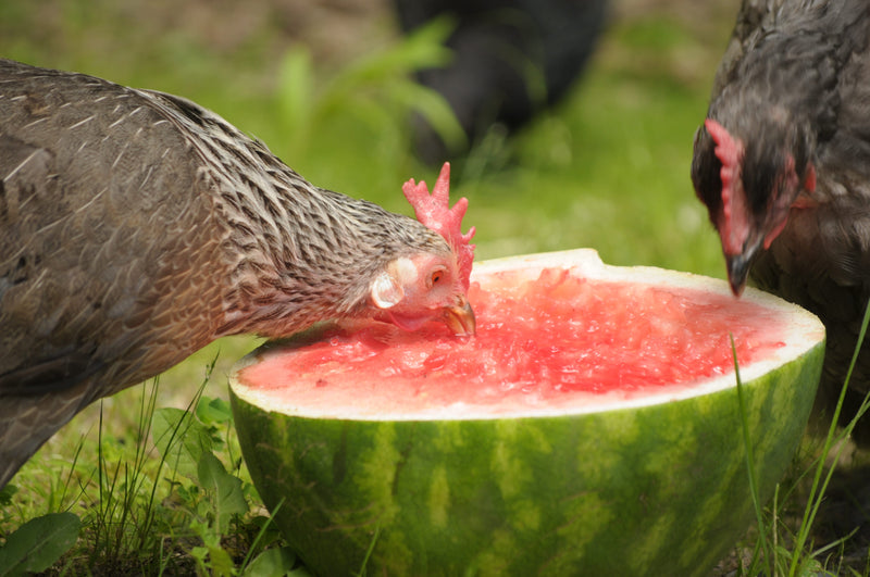 chickens and heat stress