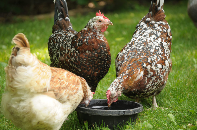 Best Chicken Breeds for Beginners (in The Flyer)