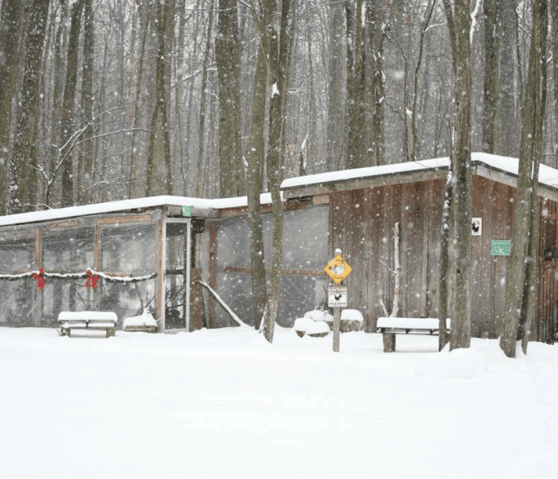 5 Steps to Winterize Your Chicken Coop (in The Flyer)