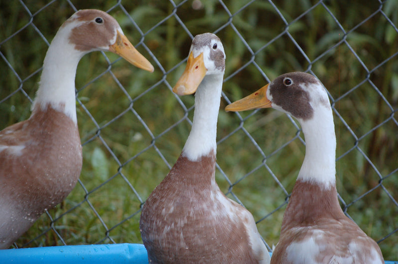 chickens vs ducks_ducks in a pool