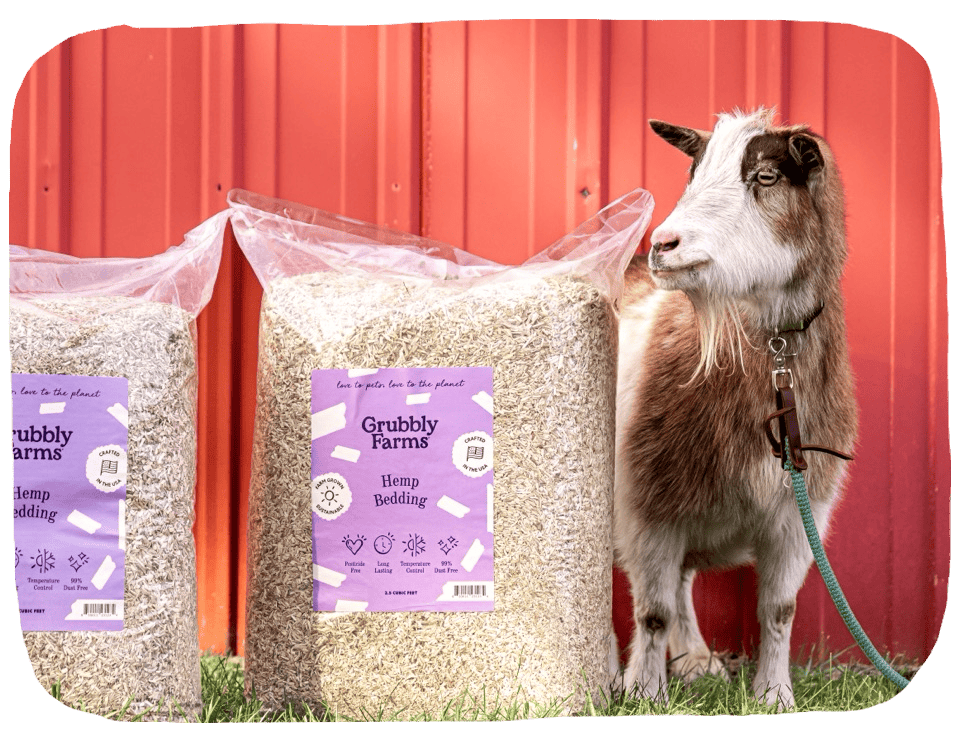 Goat standing next to two bags of 'Grubbly Farms' hemp bedding against a red background