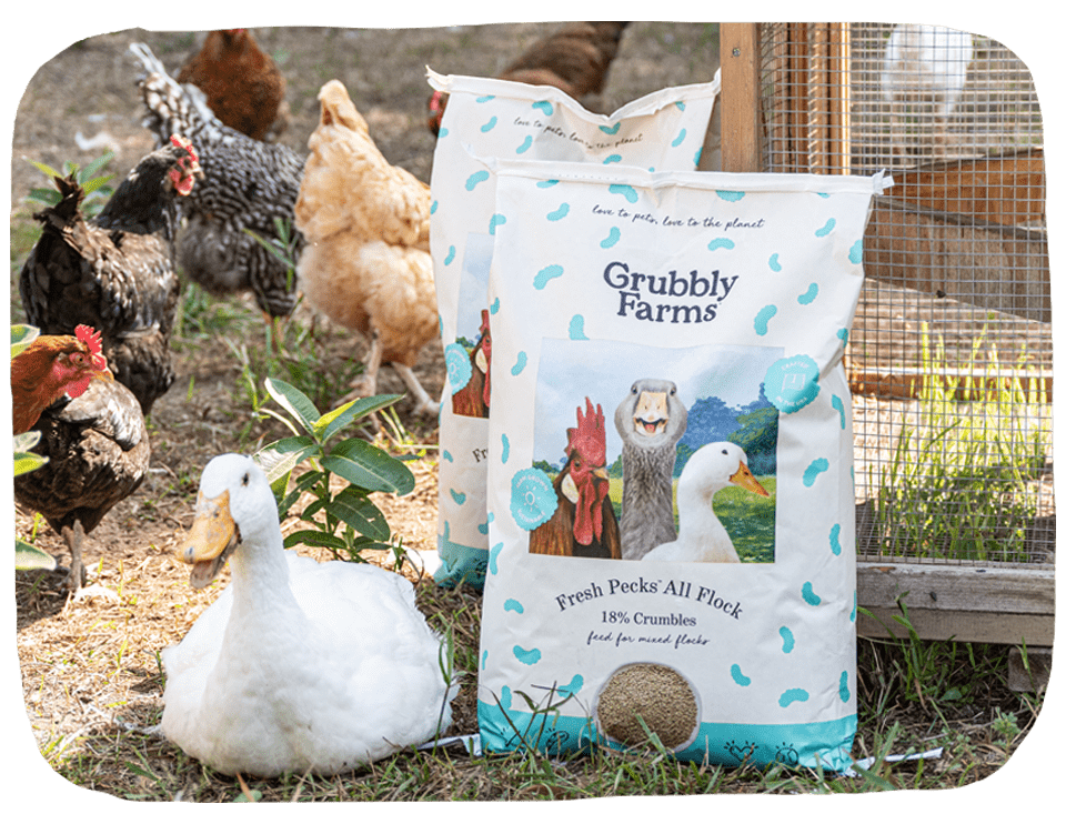 Fresh Pecks All Flock