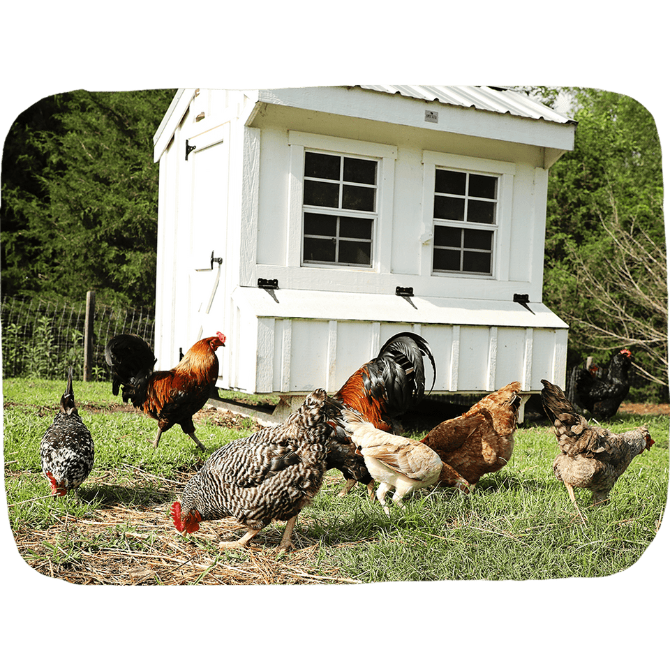 Prebiotics + Probiotics