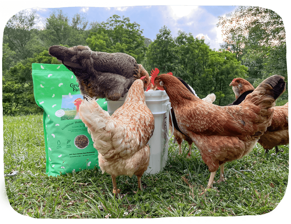 Chickens pecking around a feed container and bag outdoors.